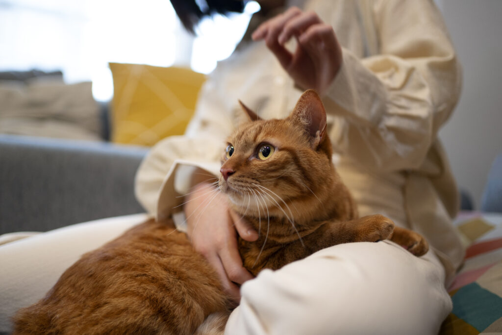 How to Find the Right Care for Your Cat01